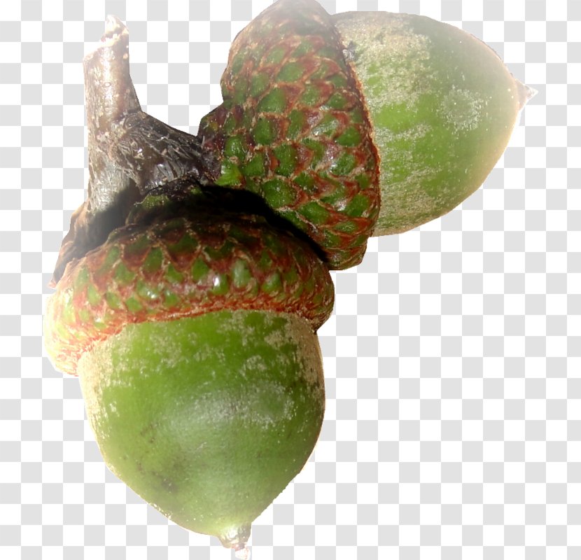 Acorn Oak Clip Art - Author Transparent PNG