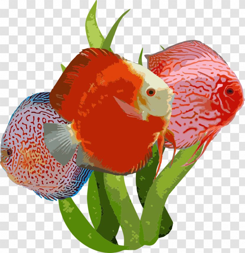 Goldfish Aquarium Fishkeeping Angelfish - Bony Fish Transparent PNG