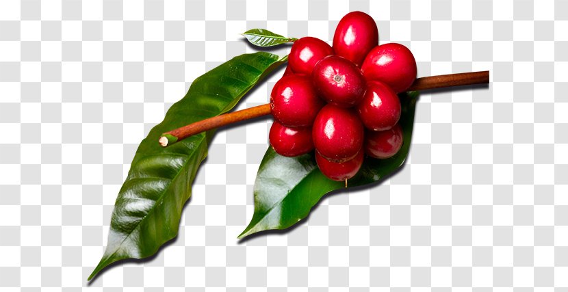 Cranberry Coffee Auglis Coffea Food - Lanta De Cafe Transparent PNG