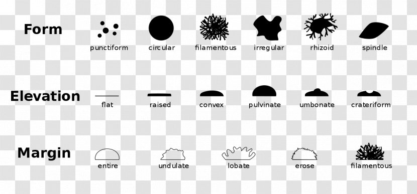 Bacterial Cellular Morphologies Morphology Colony Microorganism - Technology - Bacillus Cereus Transparent PNG