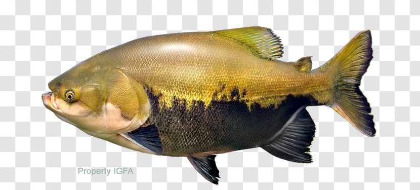 Tambaqui Pacu Fish Image Piaractus Mesopotamicus - Arapaima Transparent PNG