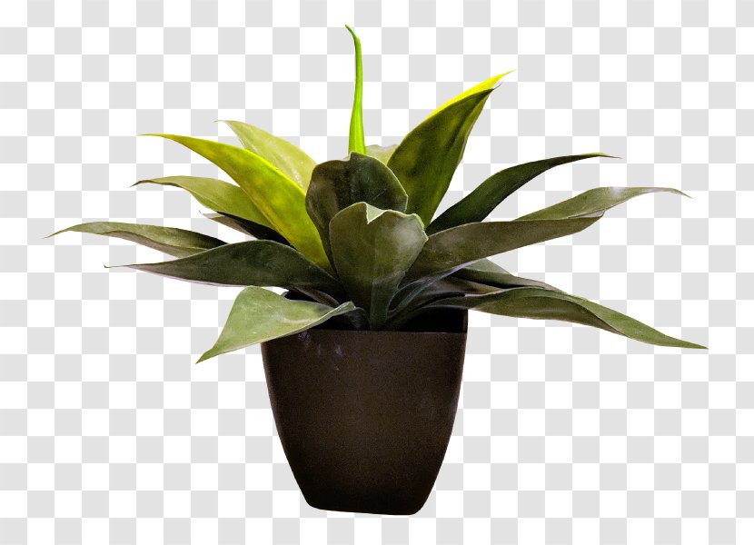 Dracaena Fragrans Dragon Tree Flowerpot Houseplant - Shrub - Plant Transparent PNG