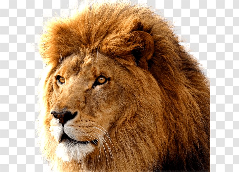 Mac OS X Lion Macintosh MacBook Pro MacOS - Terrestrial Animal - Image Download Picture Lions Transparent PNG