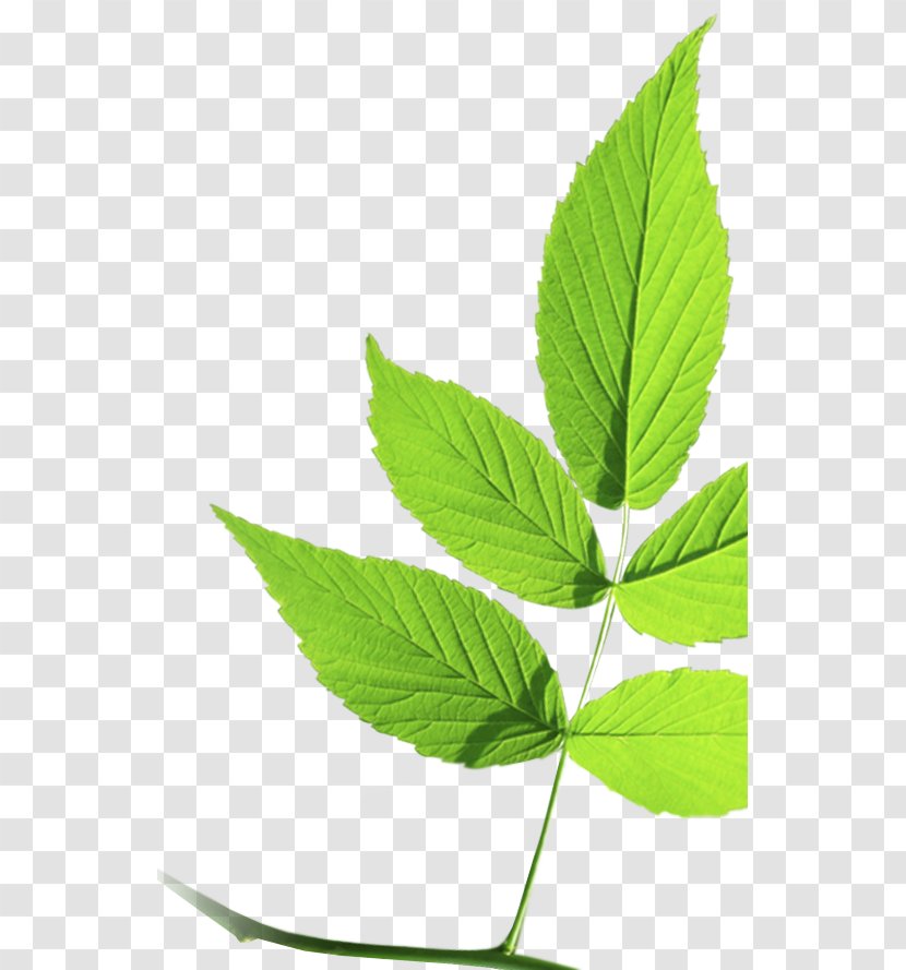 Leaf Hemp Cannabis Herb Plant Stem - Tree Transparent PNG