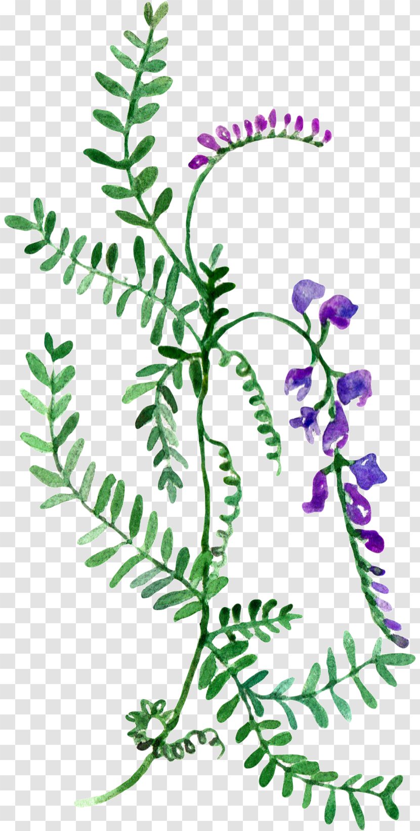 Watercolor Painting Clip Art - Branch - Wildflower Map Transparent PNG