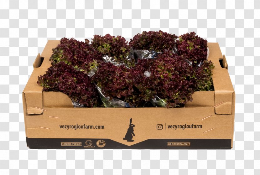 Veziroglou, A., & SIA E.E. Salad Red Leaf Lettuce Vegetable Transparent PNG