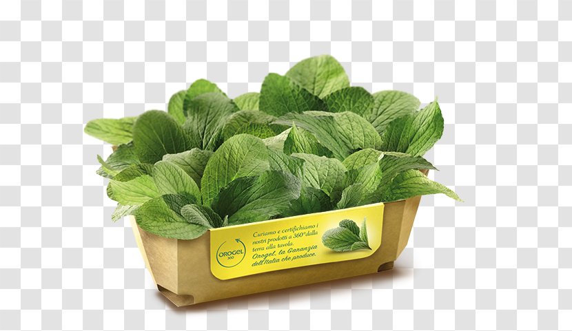 Borage Romaine Lettuce Ravioli Italian Cuisine Ingredient - Vegetable - Italy Transparent PNG