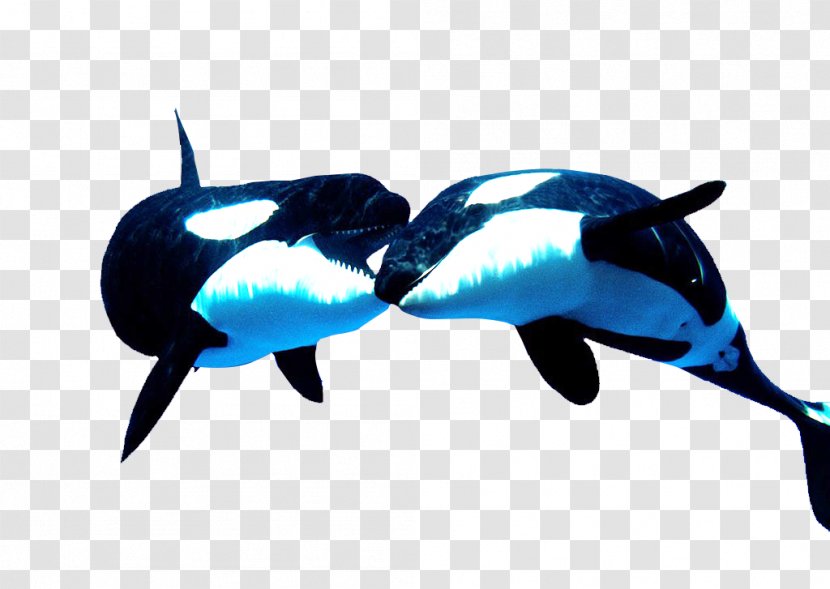 Tiger Killer Whale Animal - Fish - The Most Adorable Transparent PNG