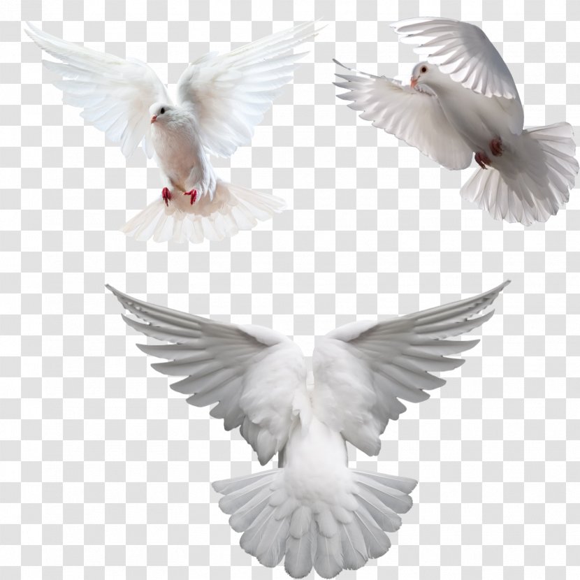 Columbidae Clip Art - Doves As Symbols - DOVE Transparent PNG