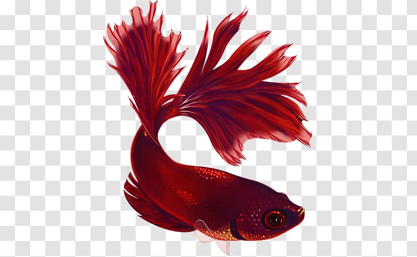 Siamese Fighting Fish Koi Thepix Aquarium - Betta Transparent PNG