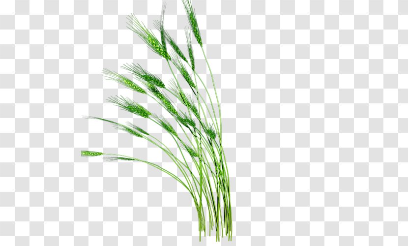 Download Rice Gadu - Grasses - Data Transparent PNG