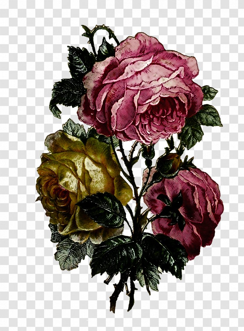 Garden Roses - Peony Rose Transparent PNG