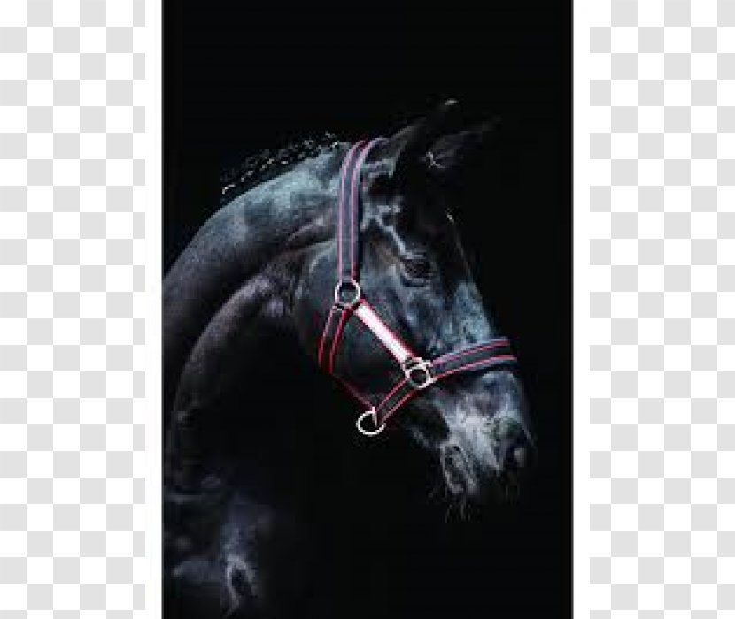 Halter Horse Pony Bridle Rambo Transparent PNG