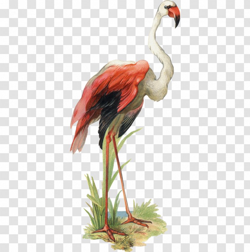Bird Goose Flamingo Clip Art - Photography - Creative Hand-painted Transparent PNG