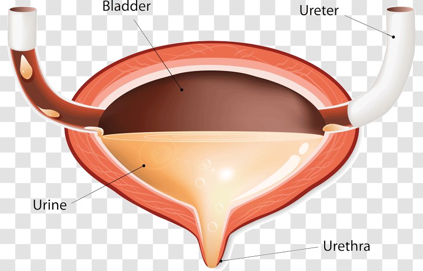 Urinary Bladder Disease Excretory System Incontinence Urine - Frame - Heart Transparent PNG
