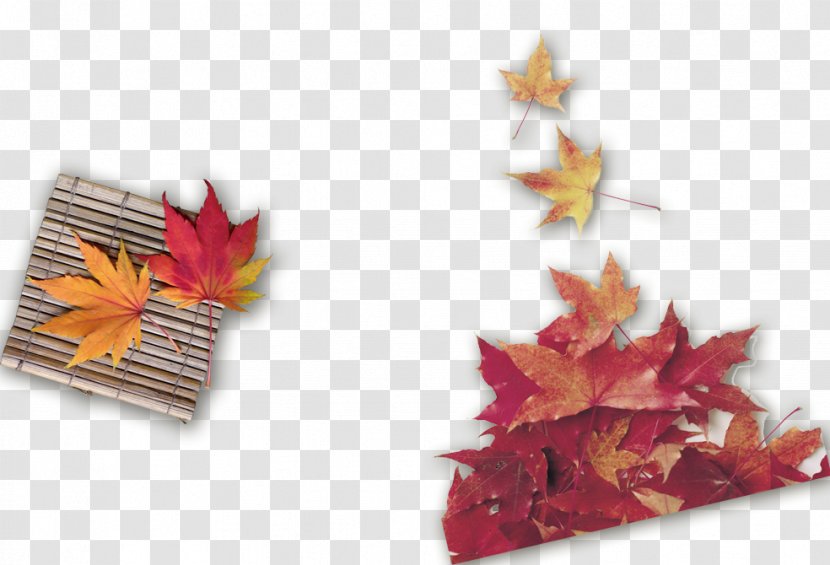 Autumn Maple Leaf Wallpaper - Deciduous Transparent PNG