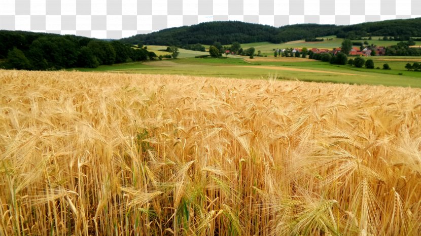 Responsive Web Design Agriculture Template System Organic Farming - Grass - Natural Flour Golden Wheat Field Transparent PNG