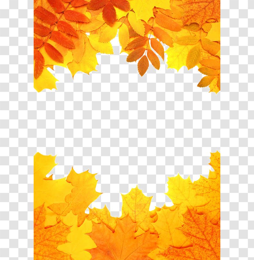 Autumn Leaf Color Orange - Leaves Transparent PNG