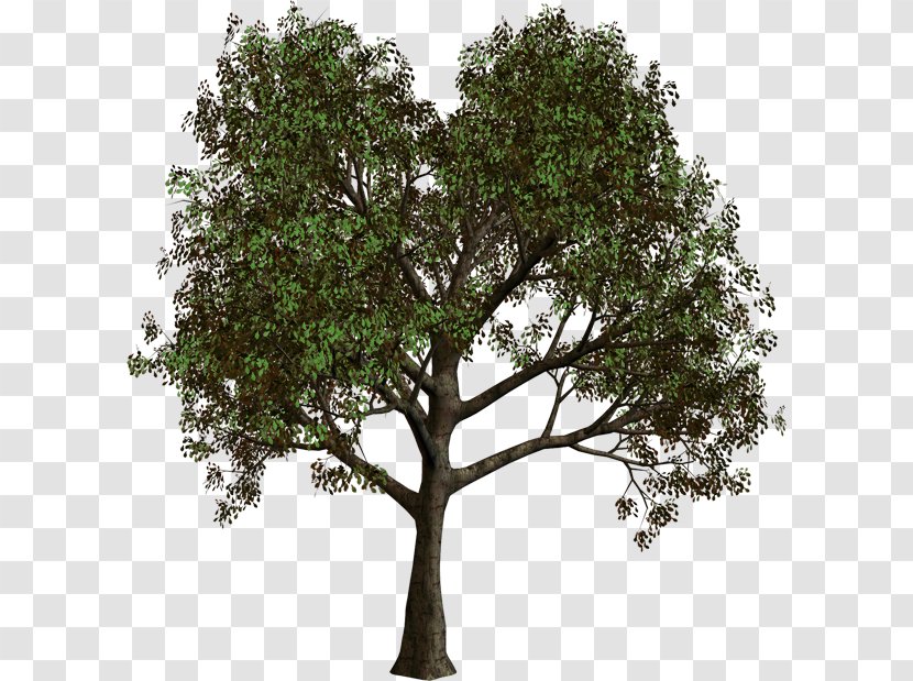 Tree Forest Clip Art - Photography - Trees Transparent PNG
