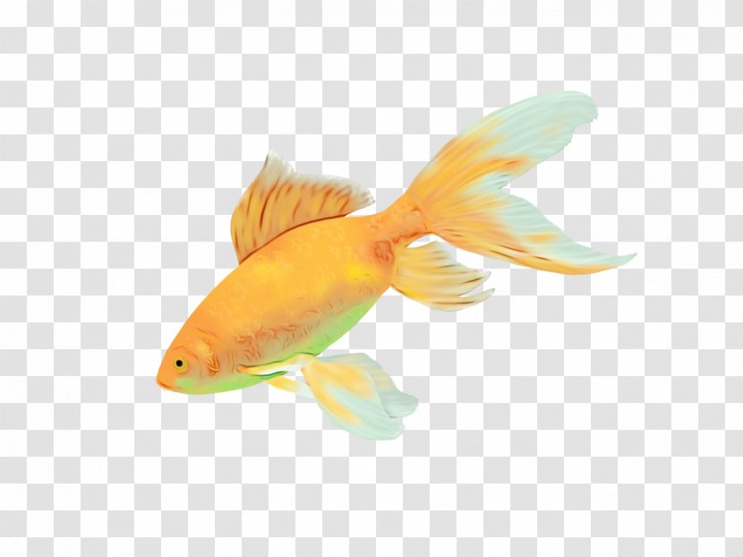 Fish Fin Goldfish Feeder - Marine Biology Bonyfish Transparent PNG