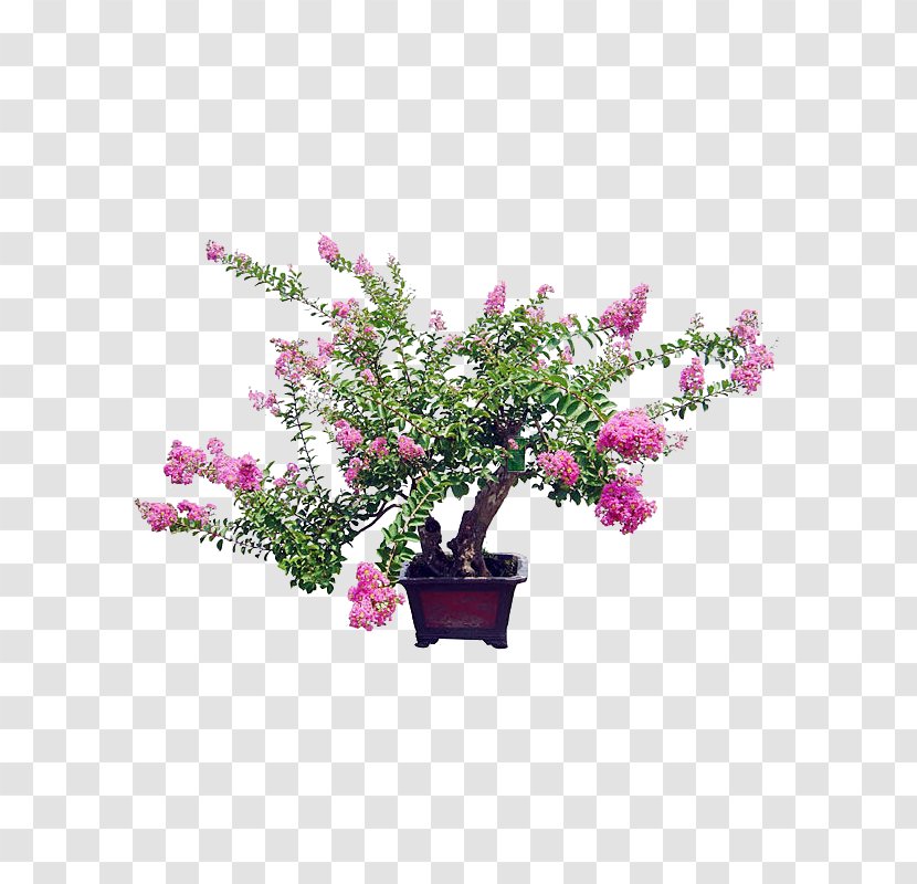 Crepe-myrtle Bonsai Flowerpot Benih Macrophanerophytes - Branch - Tree Transparent PNG