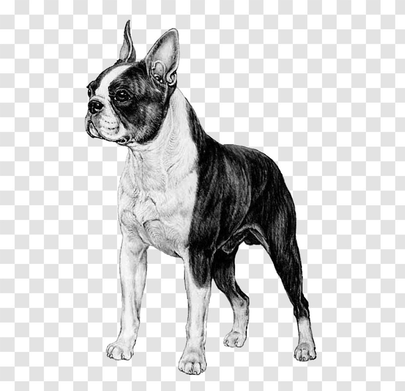 Boston Terrier Toy Bulldog French Dog Breed Companion - Like Mammal - Carnivoran Transparent PNG