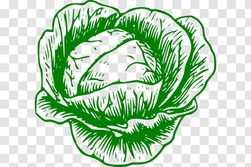 White Cabbage Vegetable Savoy Clip Art - Line Transparent PNG