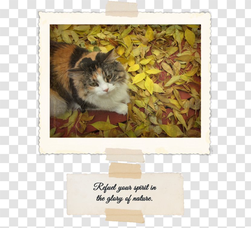 Whiskers Kitten Tabby Cat Picture Frames - Small To Medium Sized Cats Transparent PNG