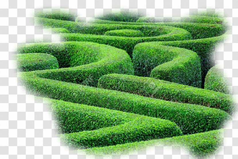 Hedge Maze Labyrinth Plant Shrub Transparent PNG