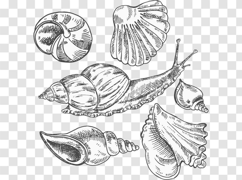 Conch Sea Snail Sketch - Wing - Vector Transparent PNG