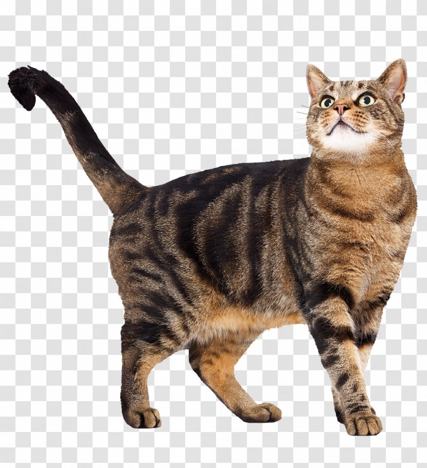 Cat Food Kitten Felidae Dog - Tree Transparent PNG