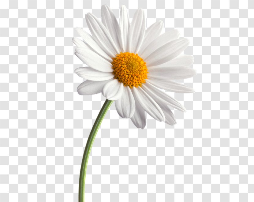 Common Daisy Flower Family Transvaal - Aster - Small Transparent PNG