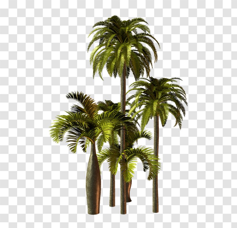 Asian Palmyra Palm Arecaceae Babassu Oil Palms Clip Art - Vf Transparent PNG