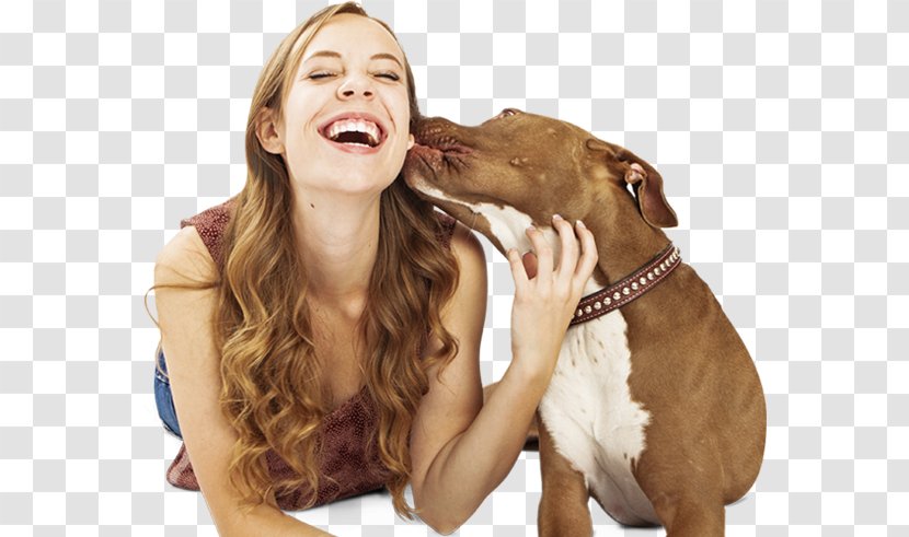 Dog Breed Boston Terrier Border Collie Pug Golden Retriever - Snout - Girlveterinarian Transparent PNG