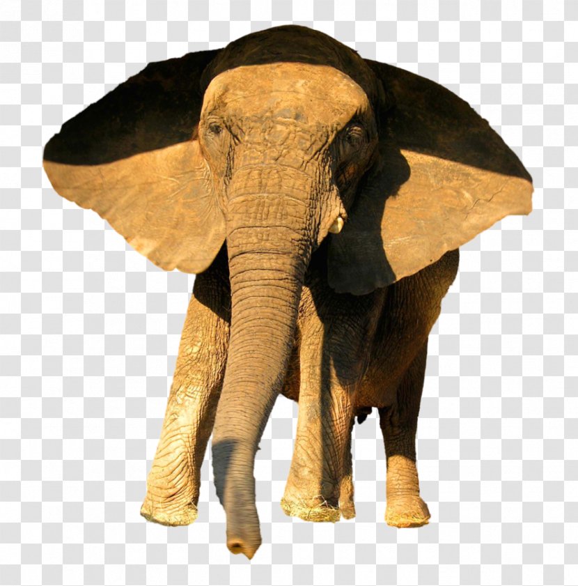 African Elephant Animal Indian - Deviantart - Circus Animals Transparent PNG