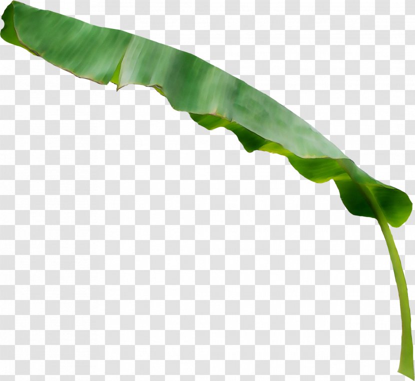 Leaf Caterpillar Inc. Plant Stem Transparent PNG