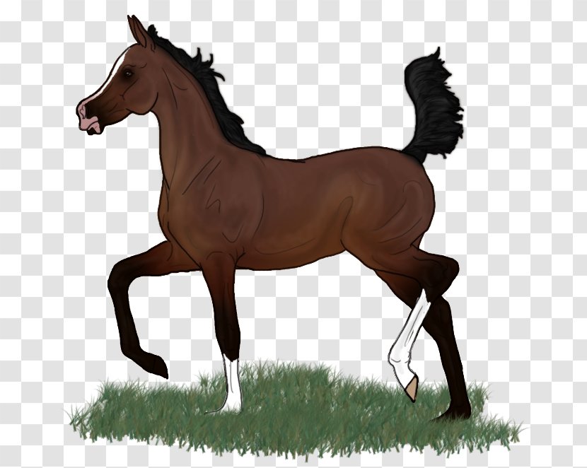Mustang Foal Stallion Colt Mare - Sorrel Transparent PNG