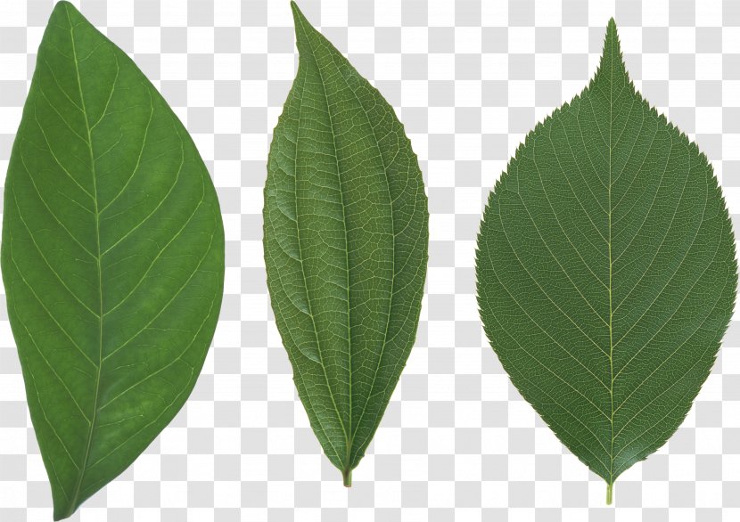 Leaf Tree Papua New Guinea - Plant - Green Transparent PNG