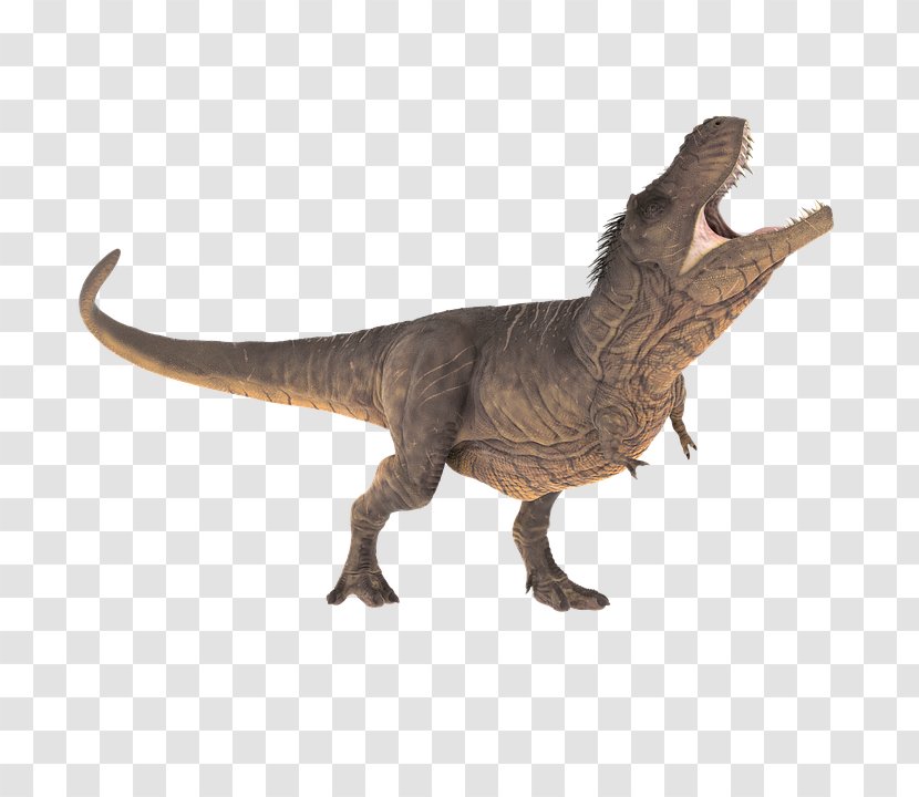 Tyrannosaurus Reptile Triceratops Stegosaurus Dinosaur - Terrestrial Animal Transparent PNG
