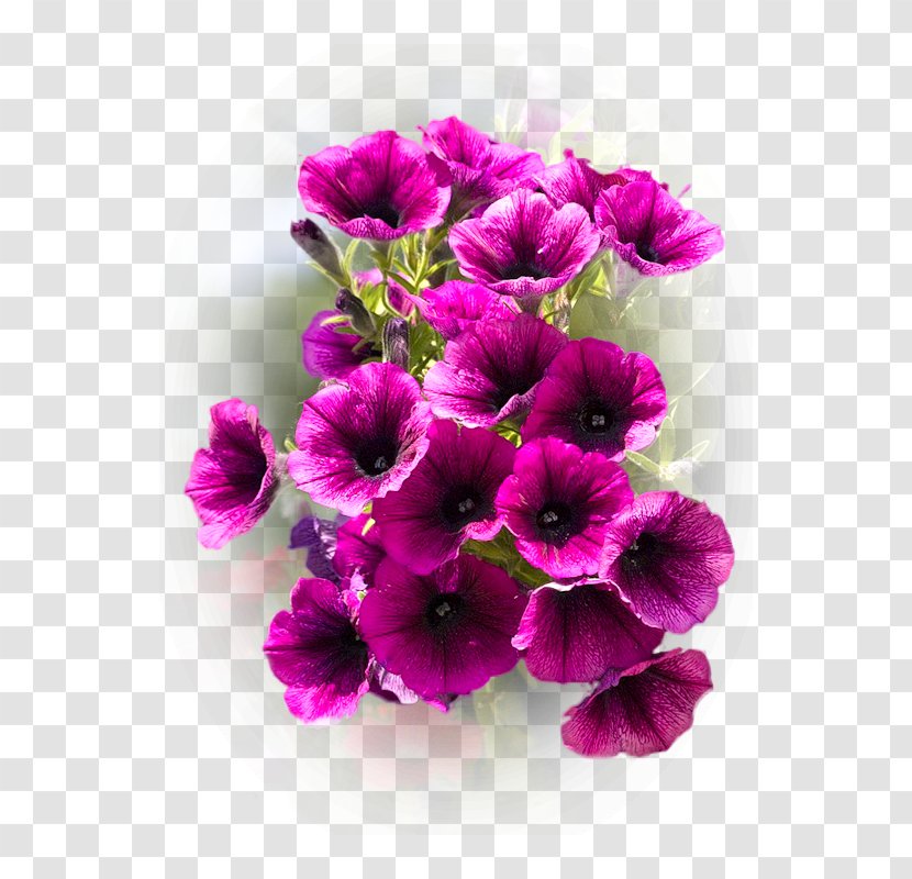 Crane's-bill Anemone Cut Flowers Annual Plant Violet - Flower Transparent PNG
