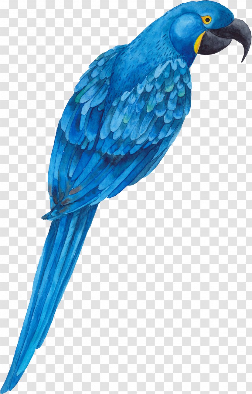 Parrot Bird - Wing - Blue Transparent PNG