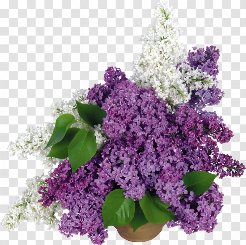 Common Lilac Vase Desktop Wallpaper Flower - Purple Transparent PNG