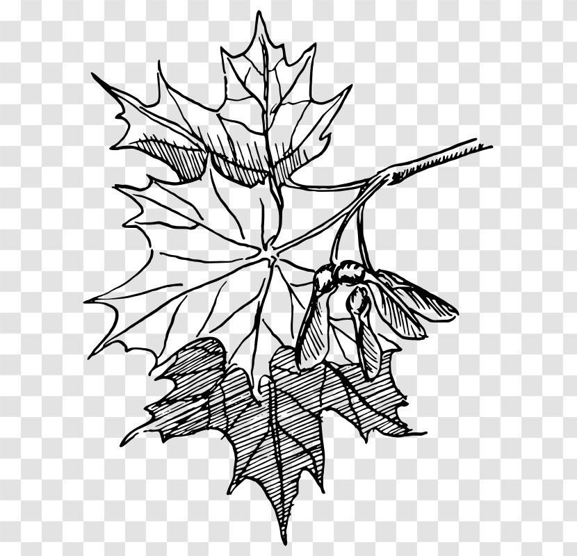 Sugar Maple Drawing Leaf Line Art - Monochrome Photography - Watercolor Vector Transparent PNG
