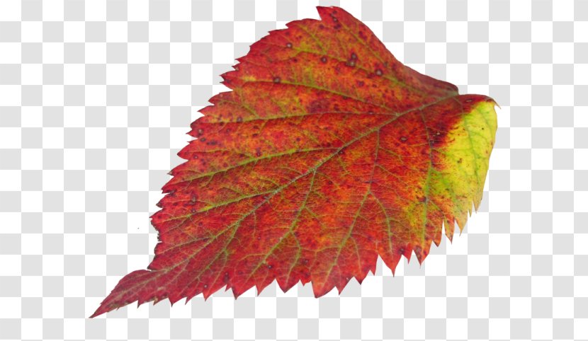 Maple Leaf - Tree Transparent PNG