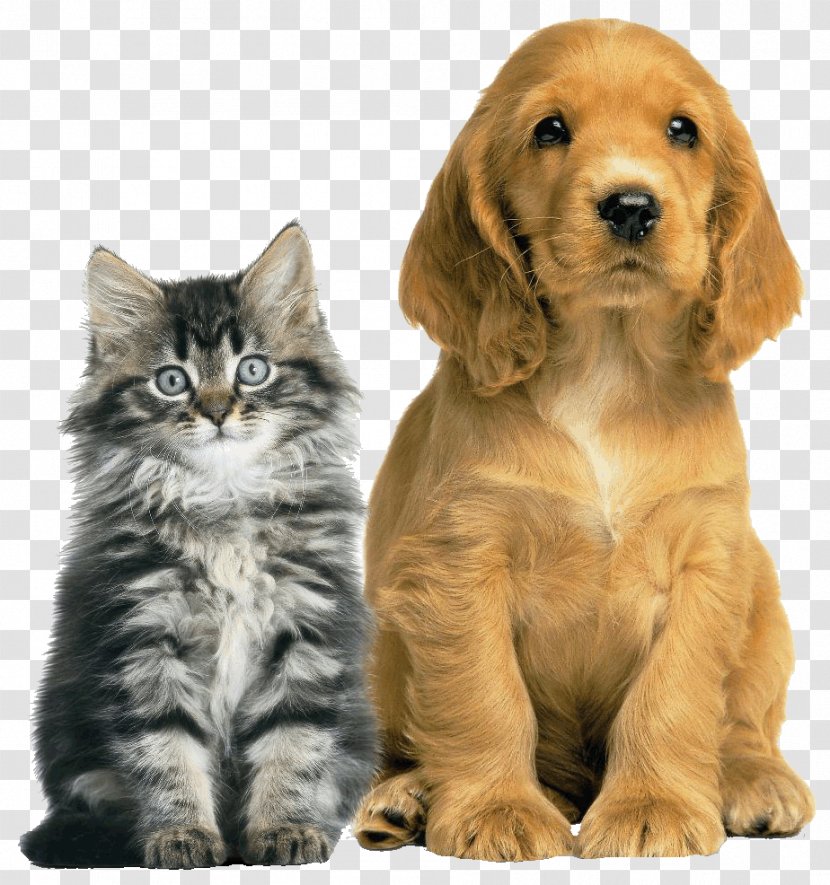 Dog Cat Pet Animal Shelter Veterinarian - Cruelty To Animals Transparent PNG