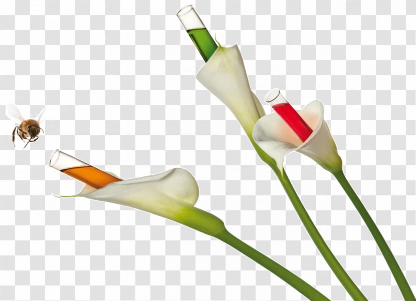 Arum Lilies Bee Plant Stem Flight Cut Flowers - Initiation Transparent PNG