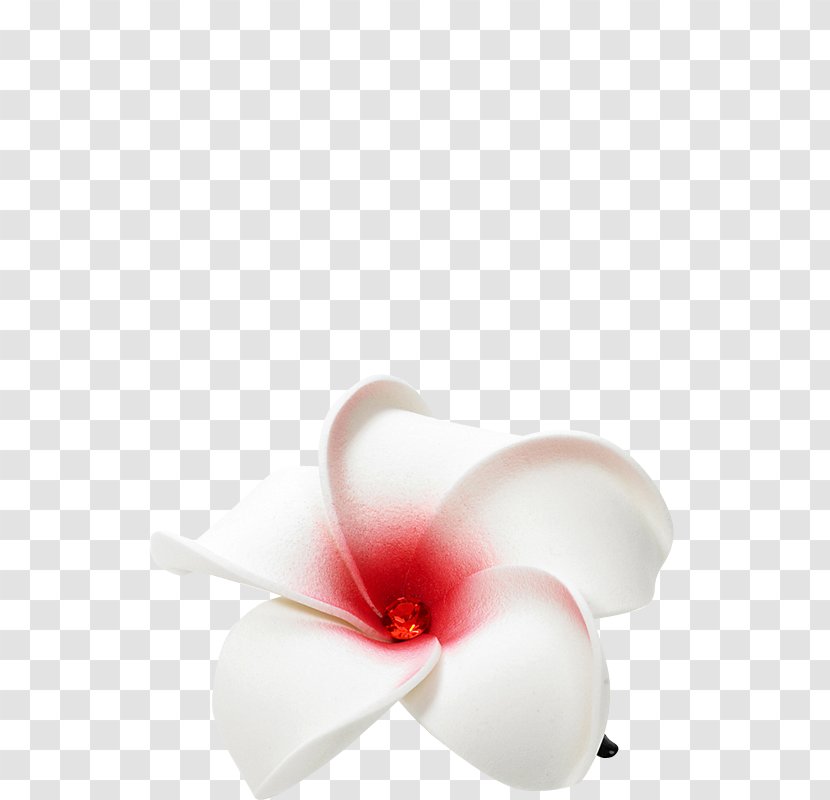 Still Life Photography Petal Cut Flowers Moth Orchids - Design Transparent PNG