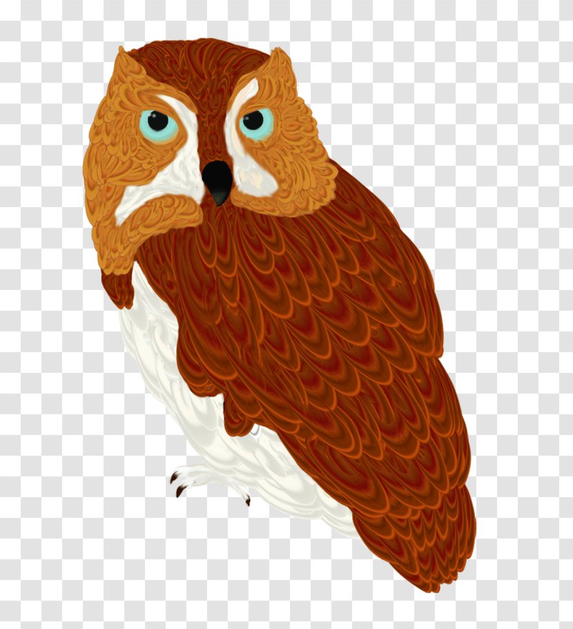 Owl Beak Orange S.A. - Bird Transparent PNG