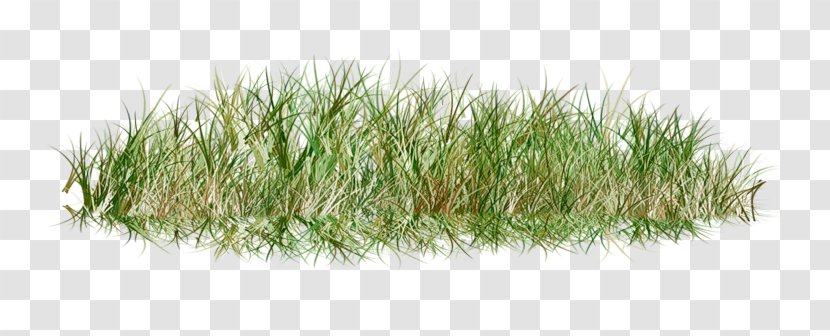 Lawn Grass Clip Art - Wheatgrass - Dry Transparent PNG