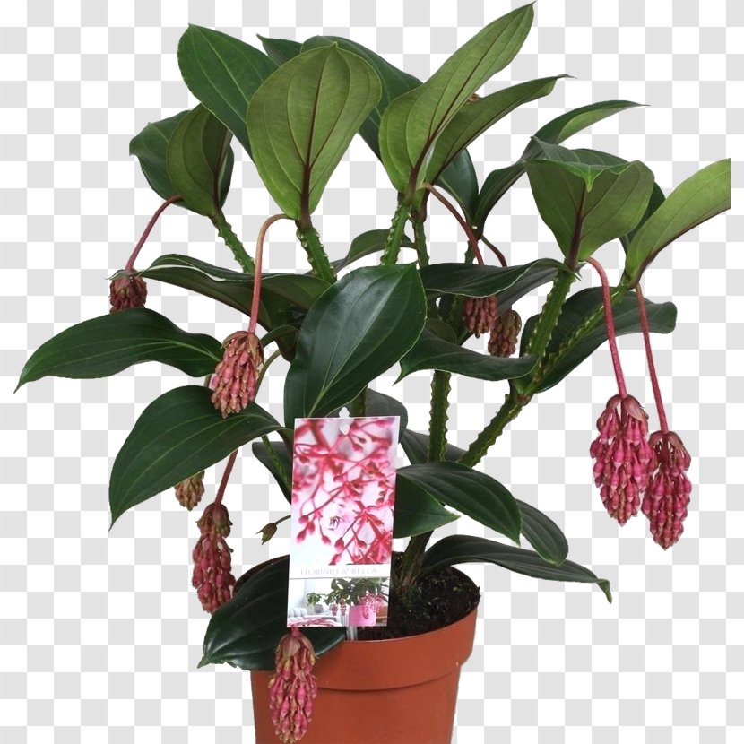 Medinilla Magnifica Houseplant Flowerpot Epiphyte Species Transparent PNG